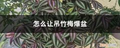 吊竹梅爆盆图片欣赏 怎么让吊竹梅爆盆，徒长怎么办