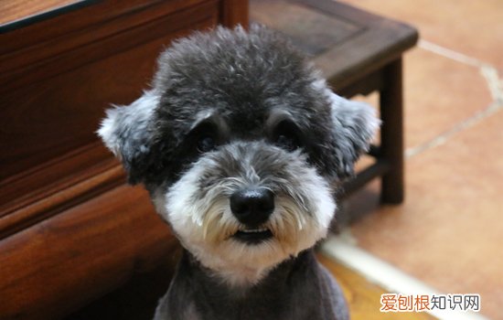 雪纳瑞可以吃什么蔬菜 雪纳瑞可以吃什么蔬菜水果