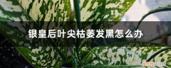 银皇后叶尖枯萎发黑怎么办呢 银皇后叶尖枯萎发黑怎么办
