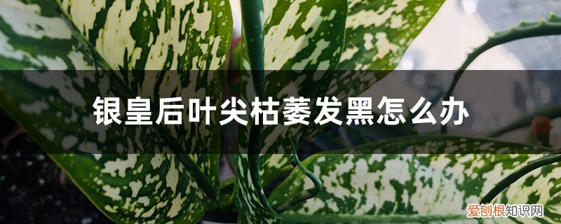 银皇后叶尖枯萎发黑怎么办呢 银皇后叶尖枯萎发黑怎么办