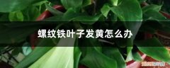 螺纹铁叶子发黄怎么办视频 螺纹铁叶子发黄怎么办