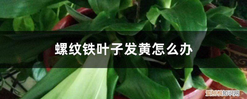 螺纹铁叶子发黄怎么办视频 螺纹铁叶子发黄怎么办