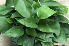 绿萝叶都黄了怎么办 绿萝叶子全黄了？找准原因，一次见效
