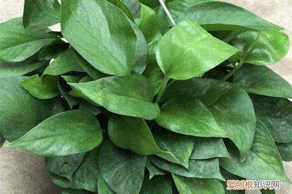 绿萝叶都黄了怎么办 绿萝叶子全黄了？找准原因，一次见效