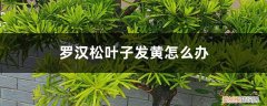 罗汉松叶子发黄怎么办呢 罗汉松叶子发黄怎么办