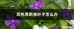 双色茉莉枯萎了怎么办 双色茉莉掉叶子怎么办