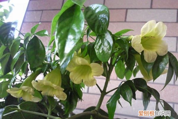 幸福树叶子黄掉叶 幸福树叶子发黄、落叶,教你一个小动作,立马绿油油!