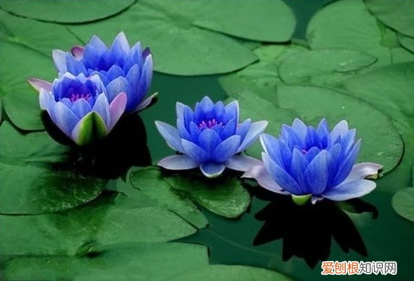蓝莲花图片欣赏 蓝莲花代表什么