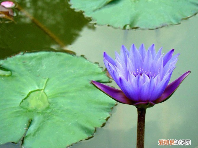 蓝莲花图片欣赏 蓝莲花代表什么
