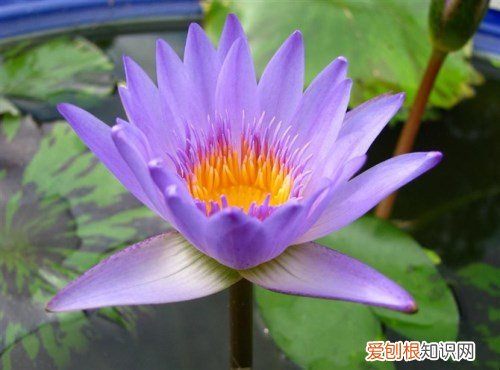 蓝莲花图片欣赏 蓝莲花代表什么