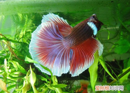 斗鱼吃什么斗鱼能和其它鱼一起养吗