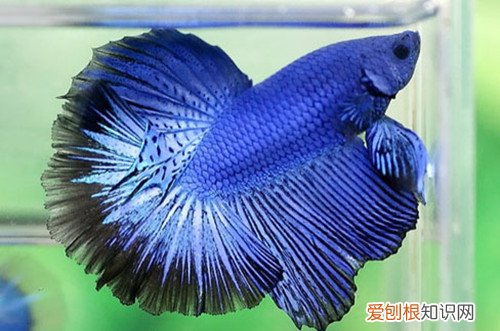 斗鱼吃什么斗鱼能和其它鱼一起养吗