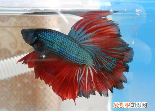 斗鱼吃什么斗鱼能和其它鱼一起养吗