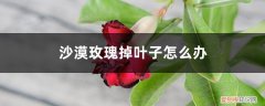 沙漠玫瑰老掉叶子怎么办 沙漠玫瑰掉叶子怎么办