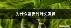 为什么富贵竹叶尖发黄呢 为什么富贵竹叶尖发黄