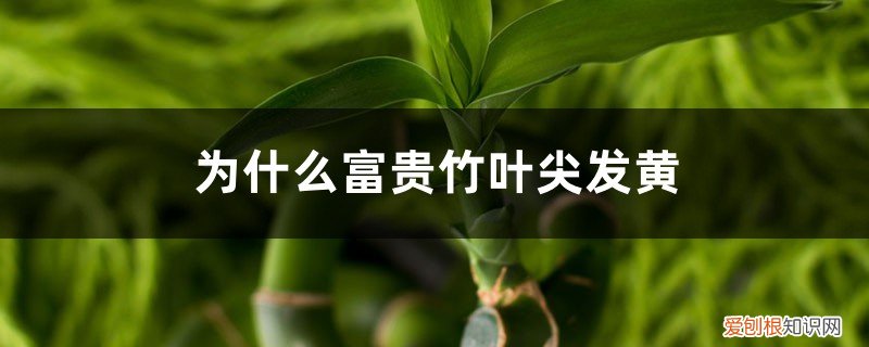 为什么富贵竹叶尖发黄呢 为什么富贵竹叶尖发黄