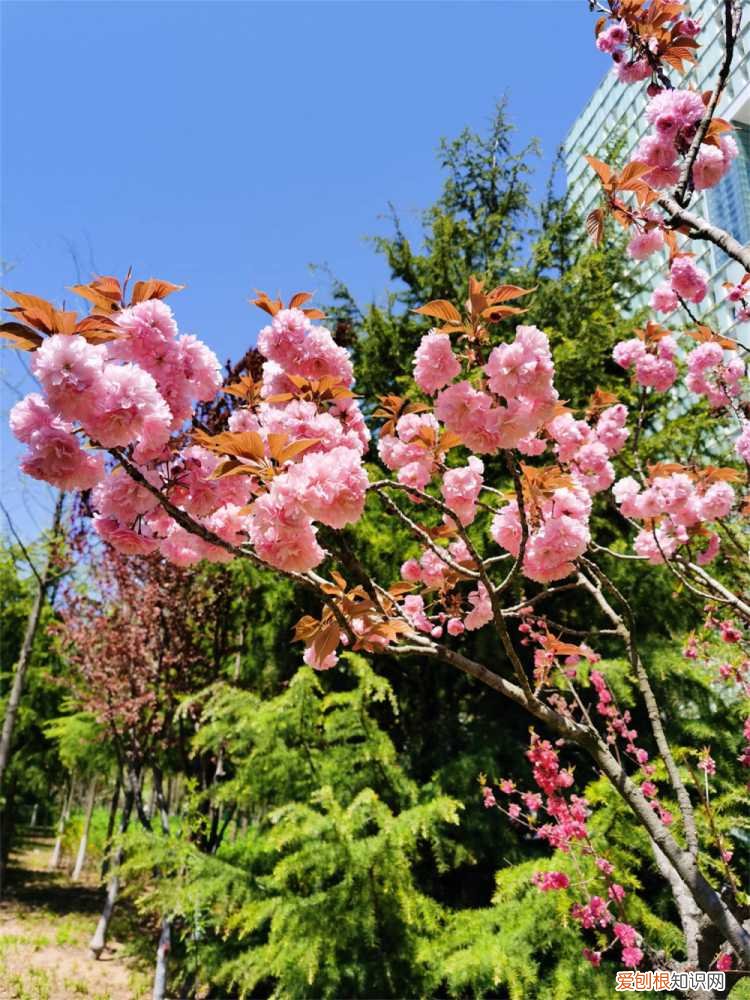 樱花掉叶子要怎么办