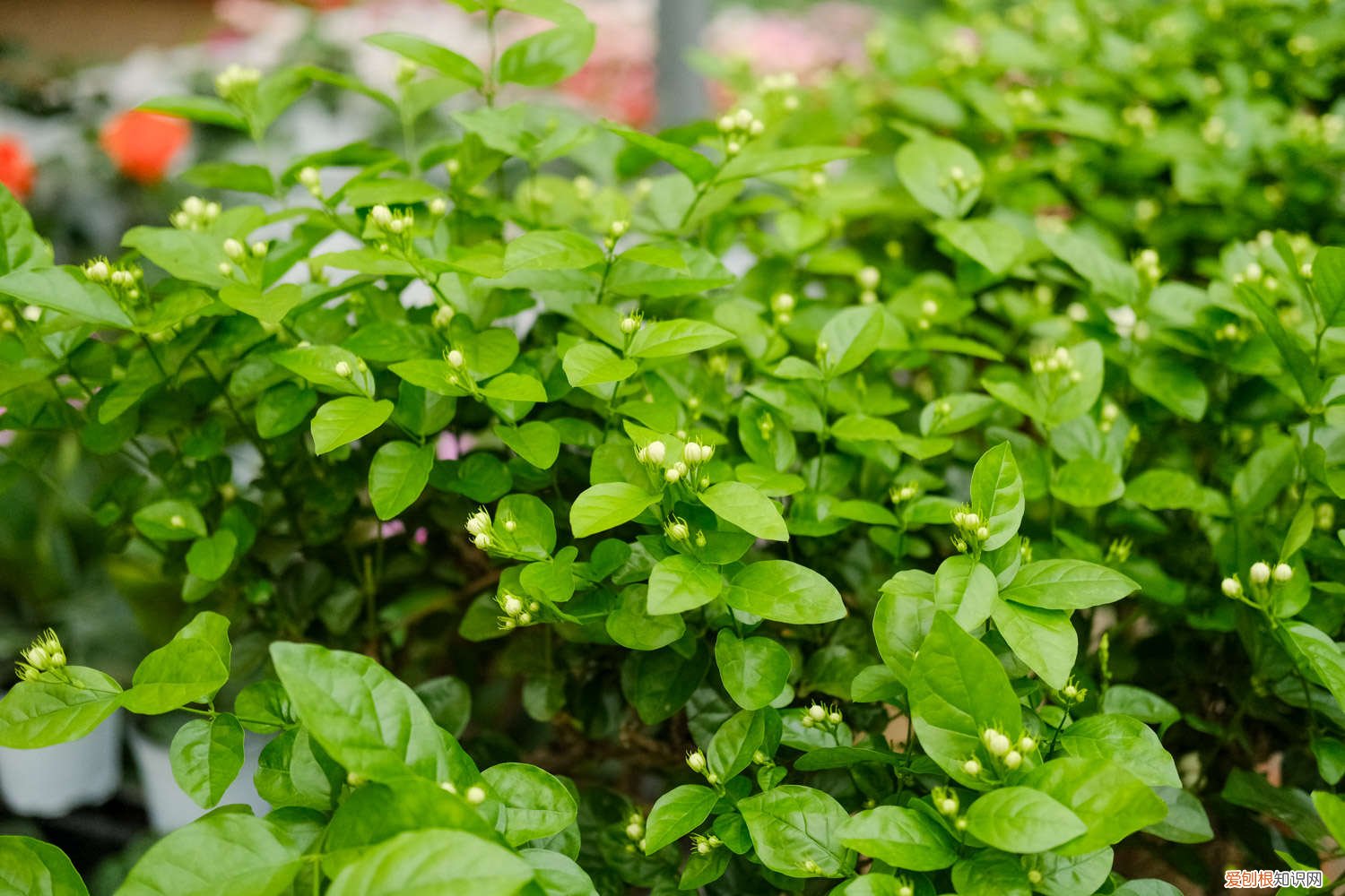 茉莉叶子干青怎么处理 茉莉花叶片干青是怎么回事