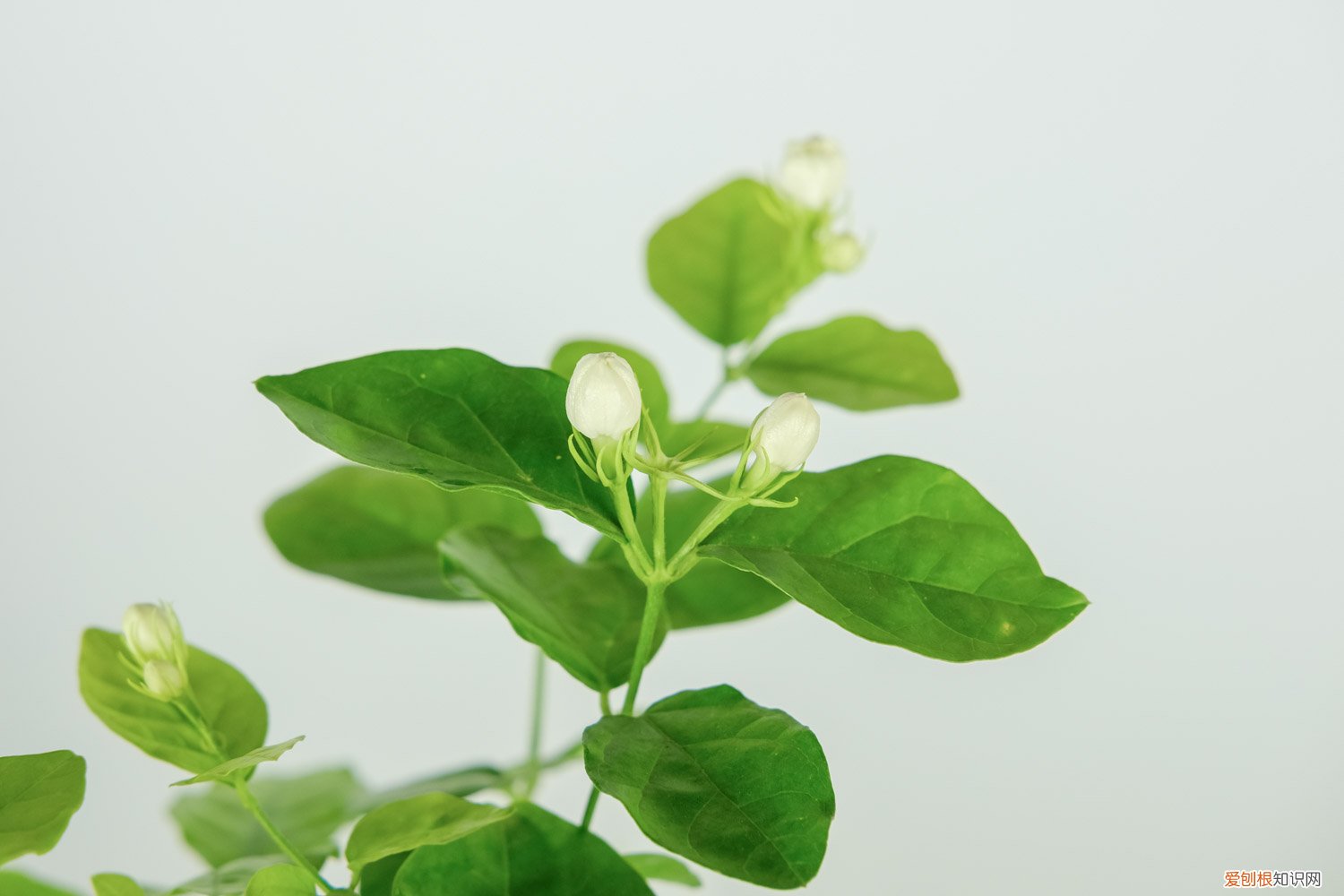 茉莉叶子干青怎么处理 茉莉花叶片干青是怎么回事