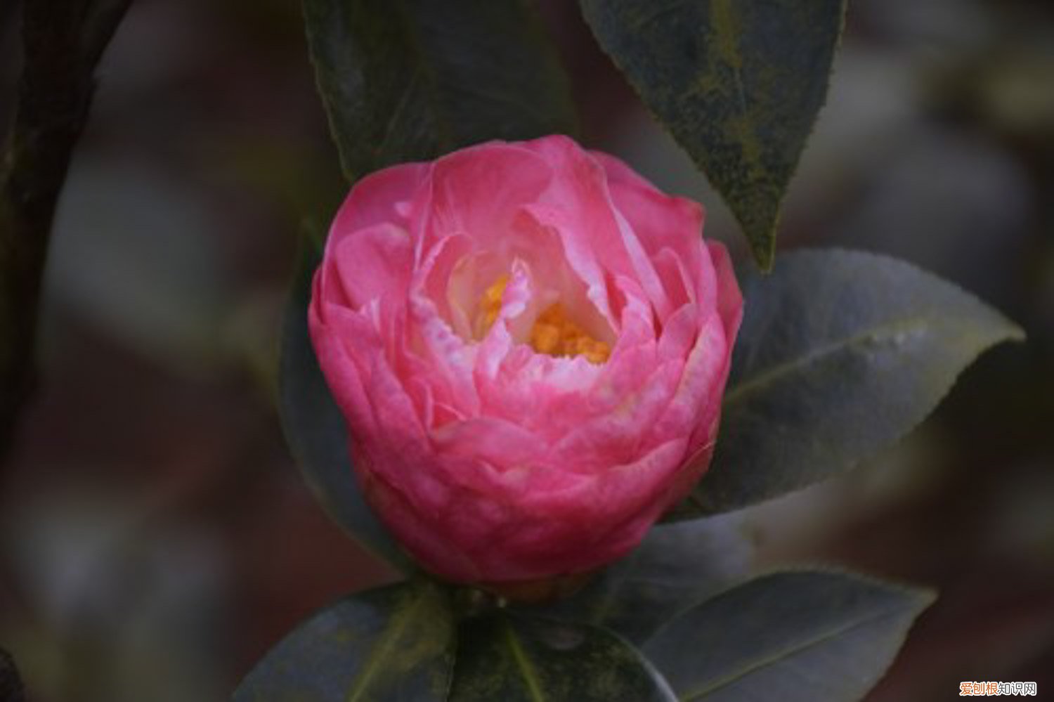 茶花叶子发黄怎么办用什么药 茶花叶子发黄怎么办