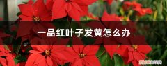 一品红叶子黄了怎么办 一品红叶子发黄怎么办