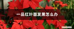 一品红叶子发黄 发黑怎么挽救 一品红叶面发黑怎么办