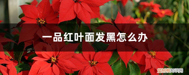 一品红叶子发黄 发黑怎么挽救 一品红叶面发黑怎么办