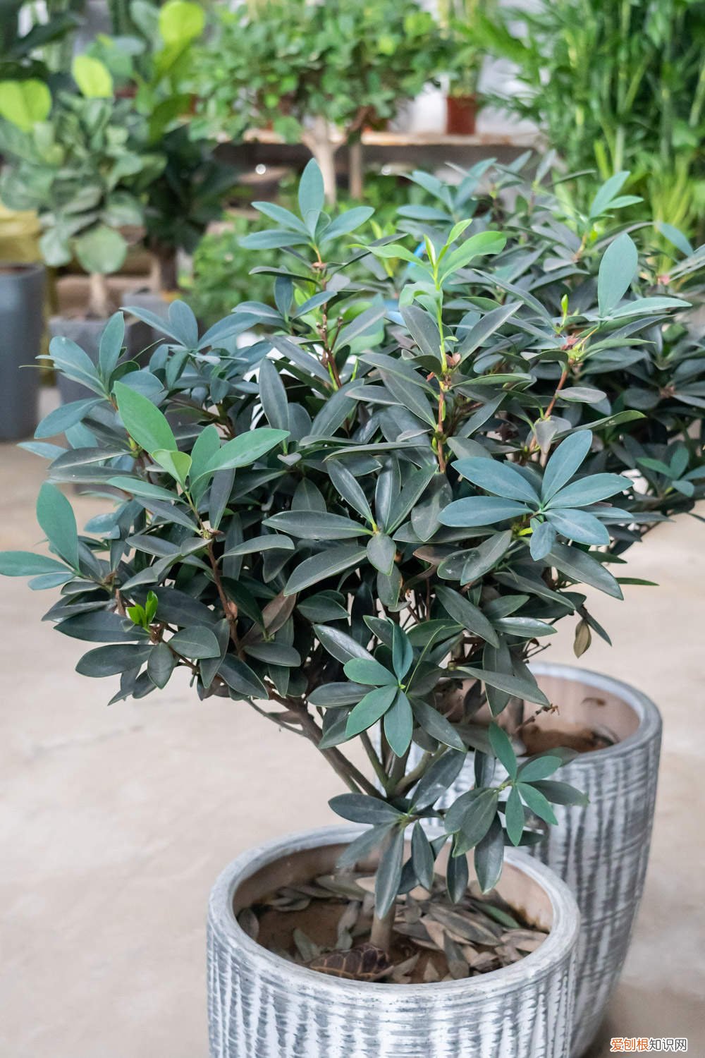 新栽的茶花掉叶子怎么办 茶花掉叶子怎么办
