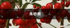 富贵籽叶子干枯下垂 富贵籽 朱砂根叶子干焦下垂什么原因
