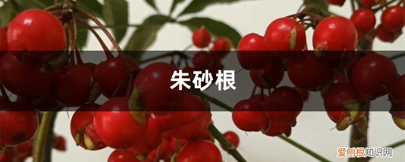 富贵籽叶子干枯下垂 富贵籽 朱砂根叶子干焦下垂什么原因