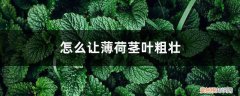 怎样使薄荷的根茎变粗 怎么让薄荷茎叶粗壮，怎么修剪