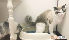 给猫咪用开塞露怎么用 怎么给猫用开塞露要用很深吗