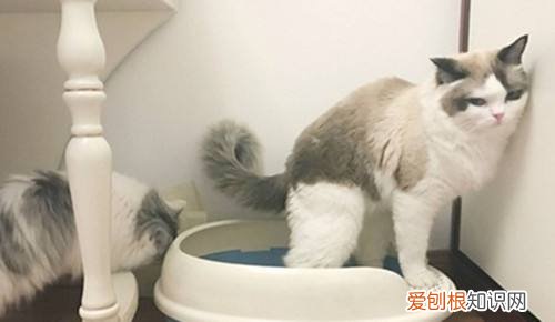 给猫咪用开塞露怎么用 怎么给猫用开塞露要用很深吗