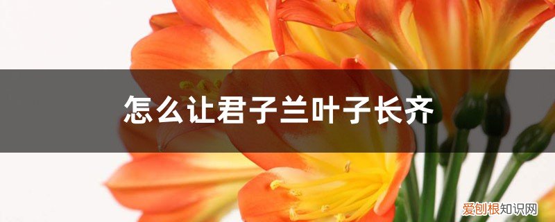君子兰叶长的不齐了怎么整 怎么让君子兰叶子长齐，叶子不齐怎么办