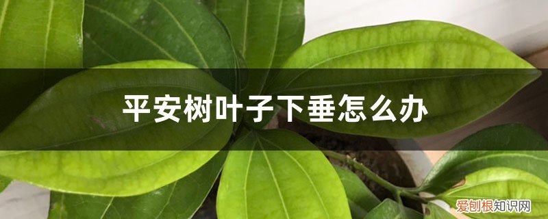 平安树叶子下垂怎么办视频 平安树叶子下垂怎么办