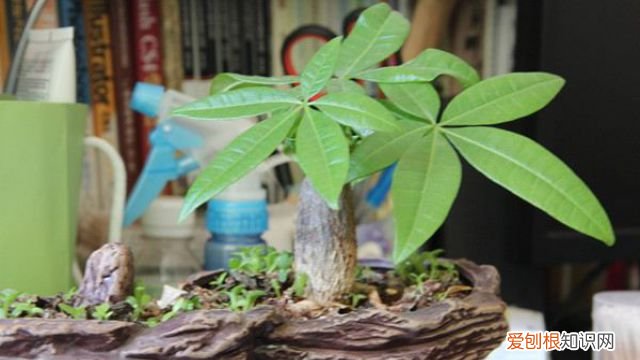 发财树叶子发黄蔫蔫的快掉完了 发财树叶黄萎蔫还下垂……一分钟教你解决