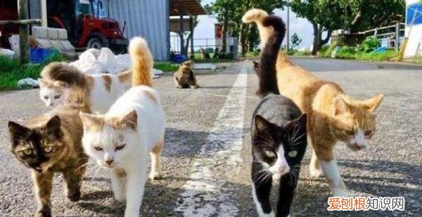洗澡猫咪为什么蹲门口，你洗澡时猫咪老是蹲在门口怎么办