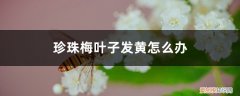 珍珠梅有黄叶怎么办 珍珠梅叶子发黄怎么办