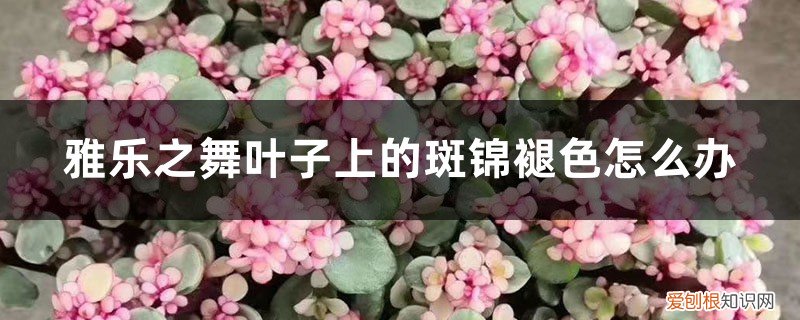 雅乐之舞叶片褪色怎么办 雅乐之舞叶子上的斑锦褪色怎么办