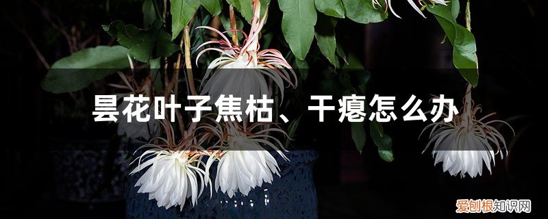 昙花老叶子萎蔫 昙花叶子焦枯、干瘪怎么办