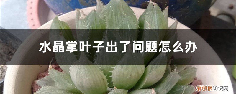水晶掌开花要剪掉吗 水晶掌叶子出了问题怎么办