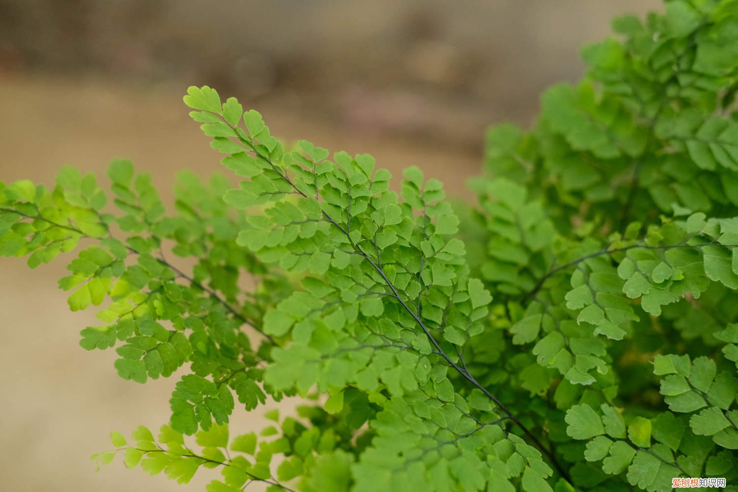 铁线蕨干叶是怎么回事 铁线蕨叶子干了怎么办
