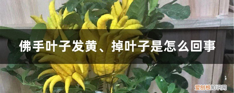 佛手叶子有黄点怎么办 佛手叶子发黄、掉叶子是怎么回事