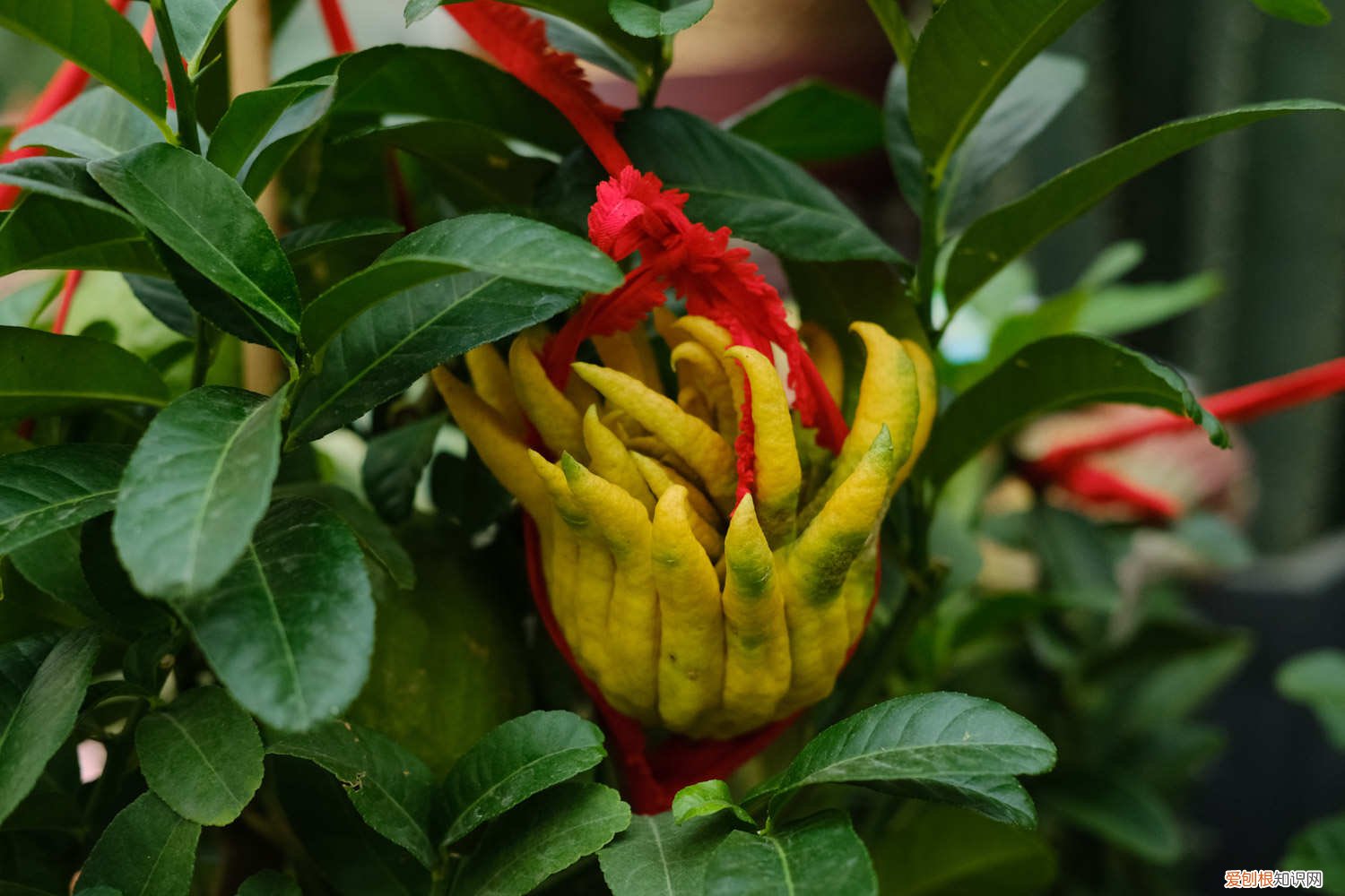 佛手叶子有黄点怎么办 佛手叶子发黄、掉叶子是怎么回事