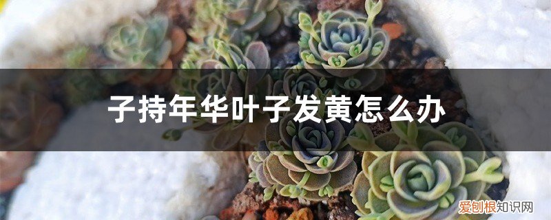 枙子花叶子黄了怎么办 子持年华叶子发黄怎么办