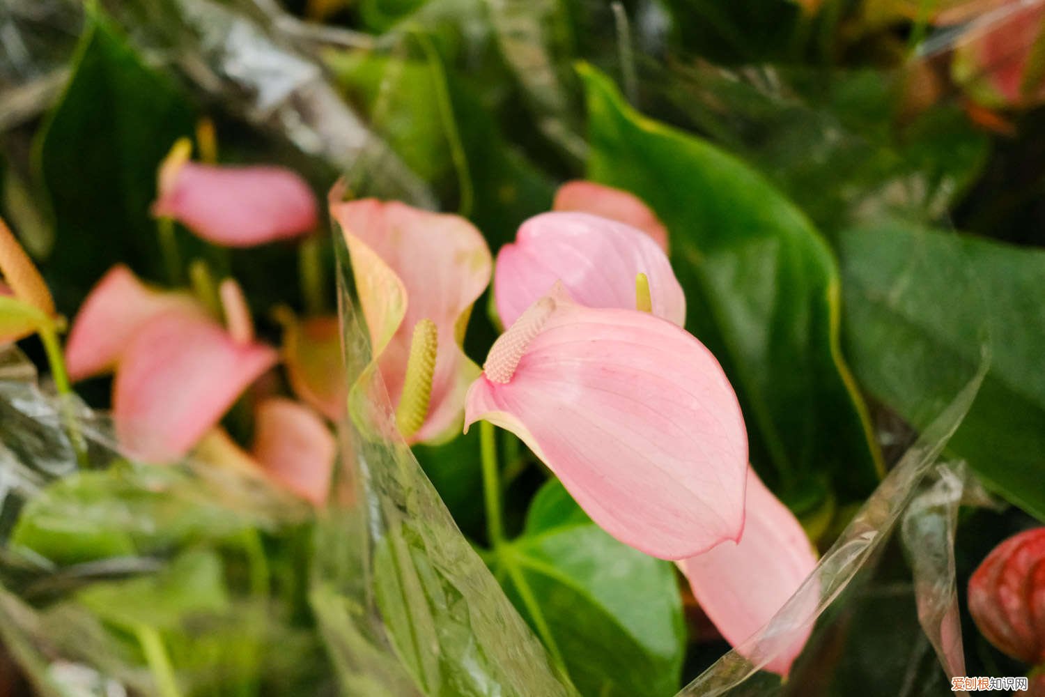 红掌叶子有点发黄怎么办 粉掌叶子发黄怎么办