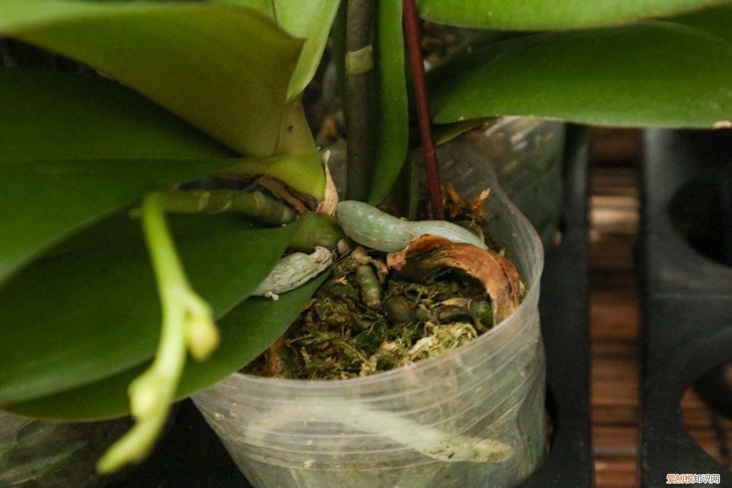 蝴蝶兰叶子有点发黄是什么原因 蝴蝶兰叶子发黄是什么原因