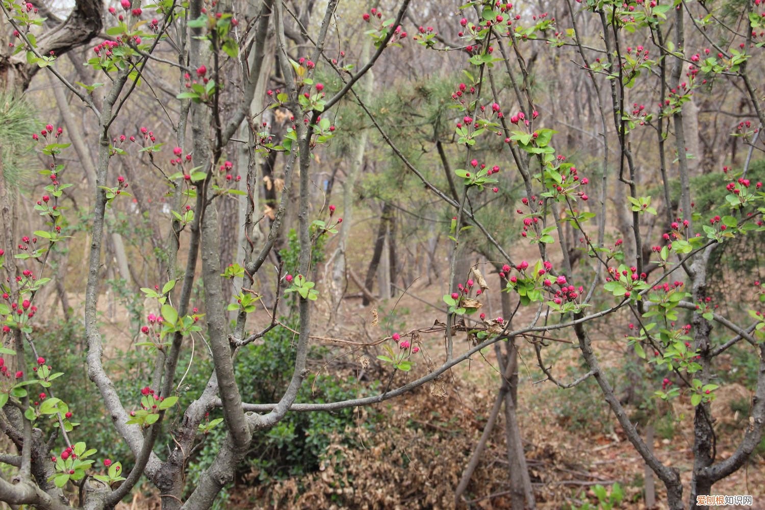 海棠树叶发黄是怎么回事 海棠树叶子发黄的原因