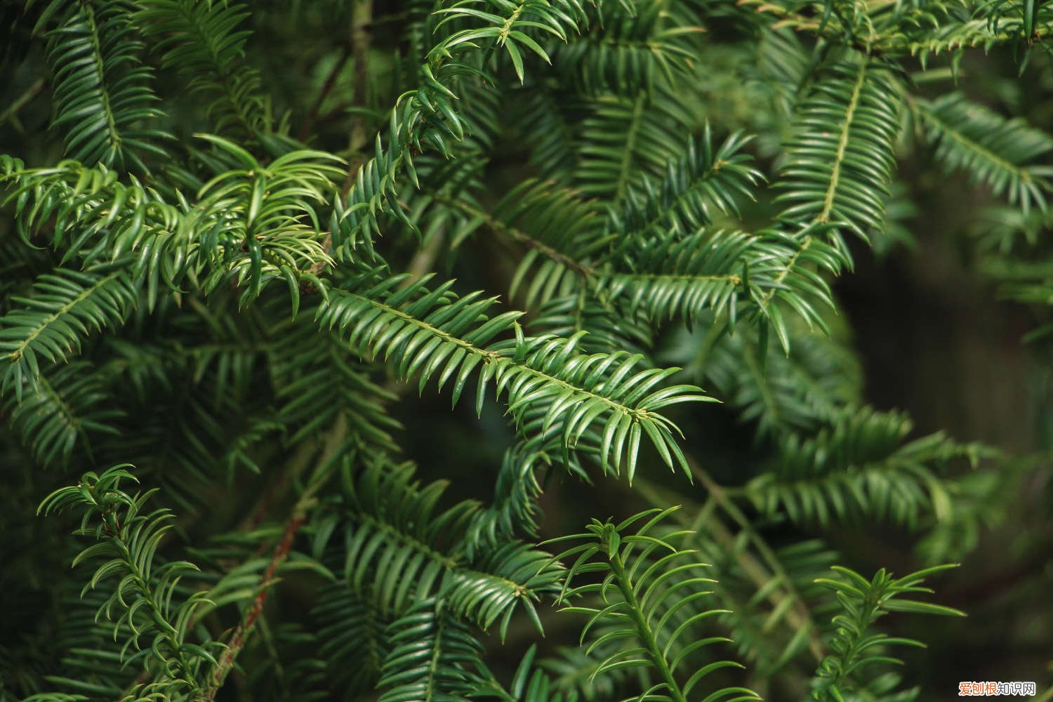 红豆杉叶子黄了是什么原因 红豆杉叶子发黄的原因及解决方法