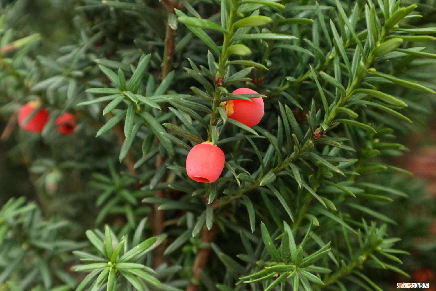 红豆杉叶子黄了是什么原因 红豆杉叶子发黄的原因及解决方法